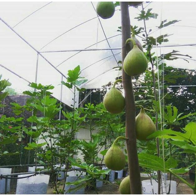 Dm” Bibit Buah Tin Sudah Berbuah