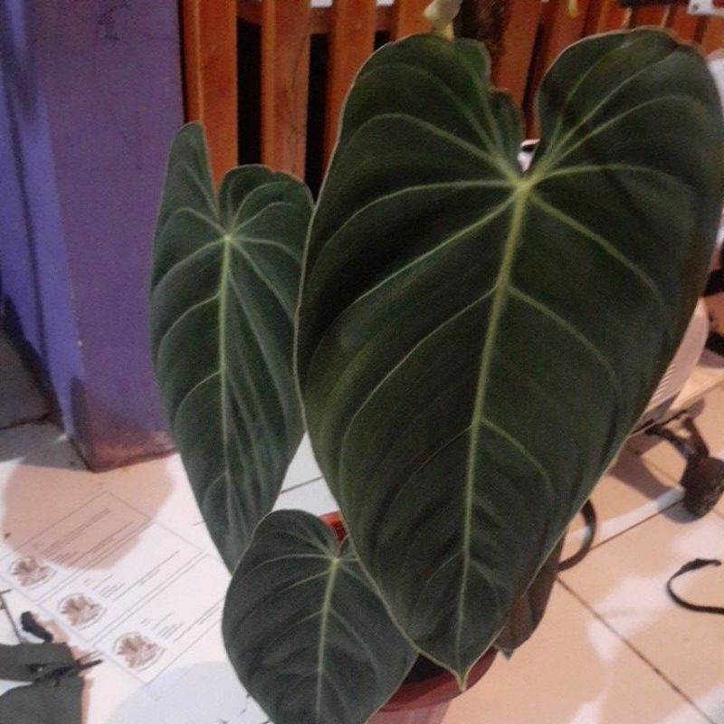 Melanochrysum daun besar