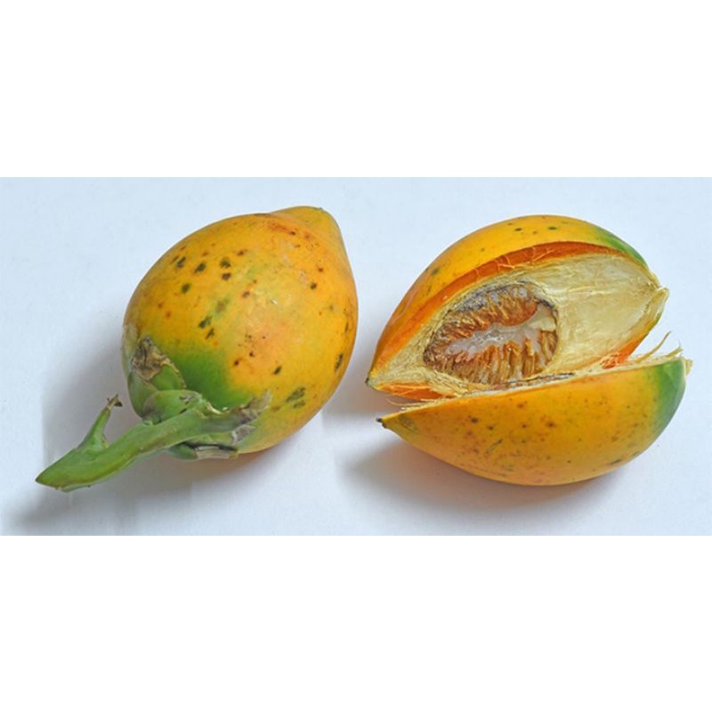 

Buah pinang tua segar atau buah jambe kuning per 500 gram