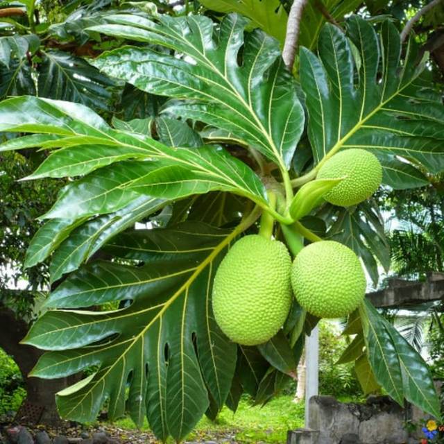

Daun sukun segar 1kg siap petik