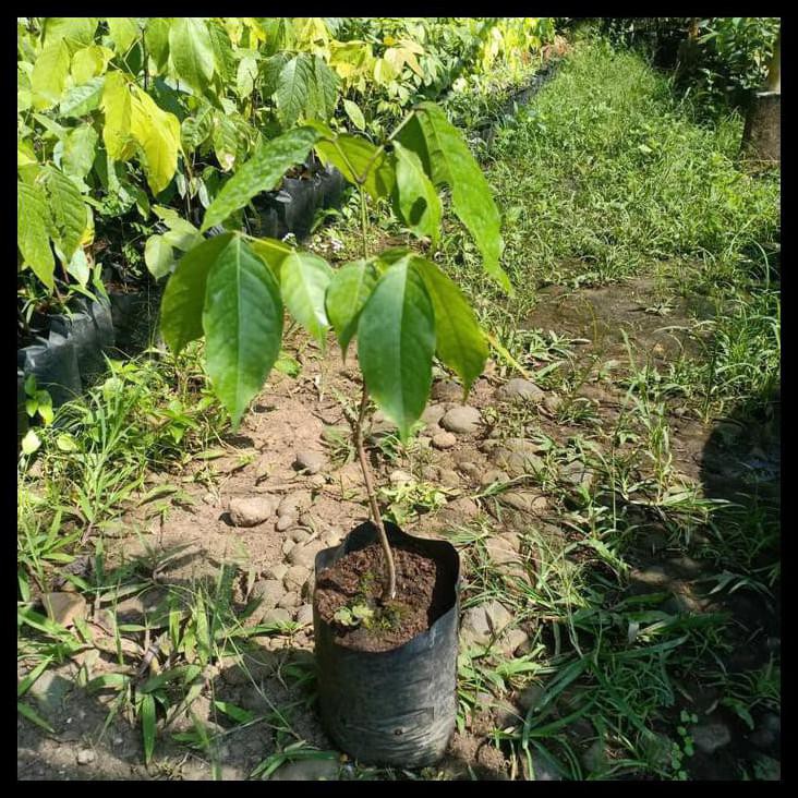 Jual Bibit Jengkol Super Pohon Jengkol