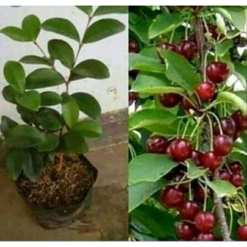 bibit buah ceri merah impor manis