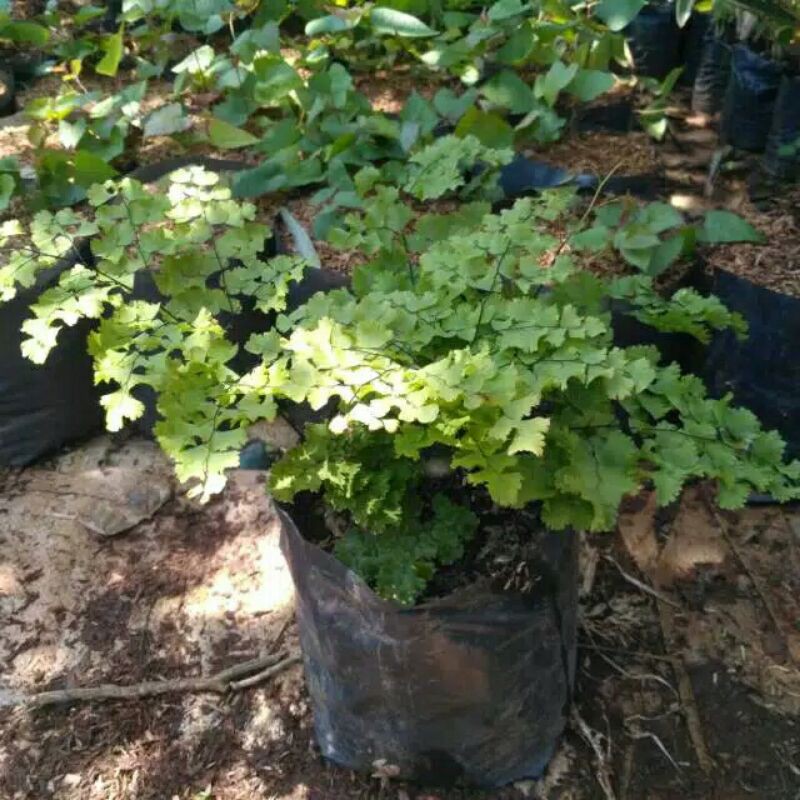 Tanaman hias suplir daun besar
