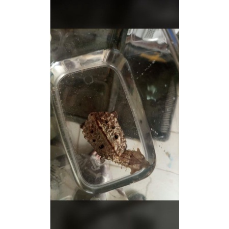 mata mata turtle untuk fanniazhar