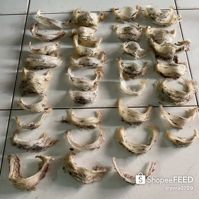 

SARANG BURUNG WALET ASLI