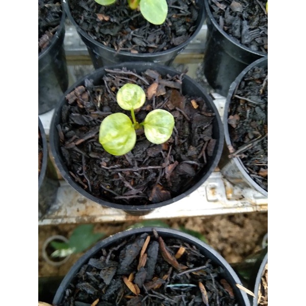 jemani mangkok tornado varigata