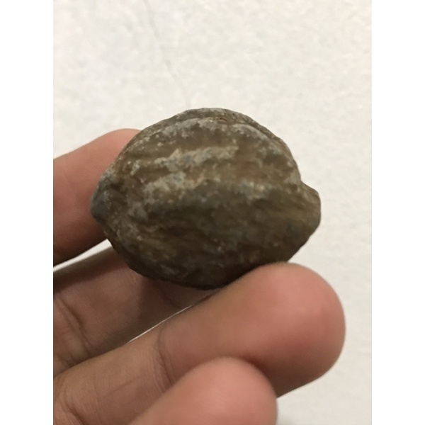 Muncang adu yanti toren batok tebal kandel 5bmili lebih