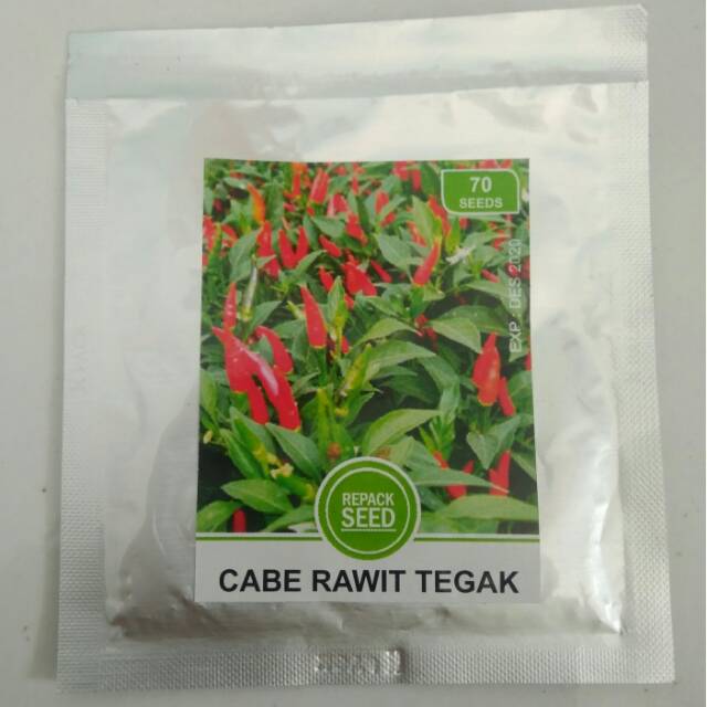 benih cabe rawit tegak