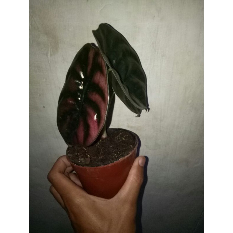 keladi tengkorak /cuprea