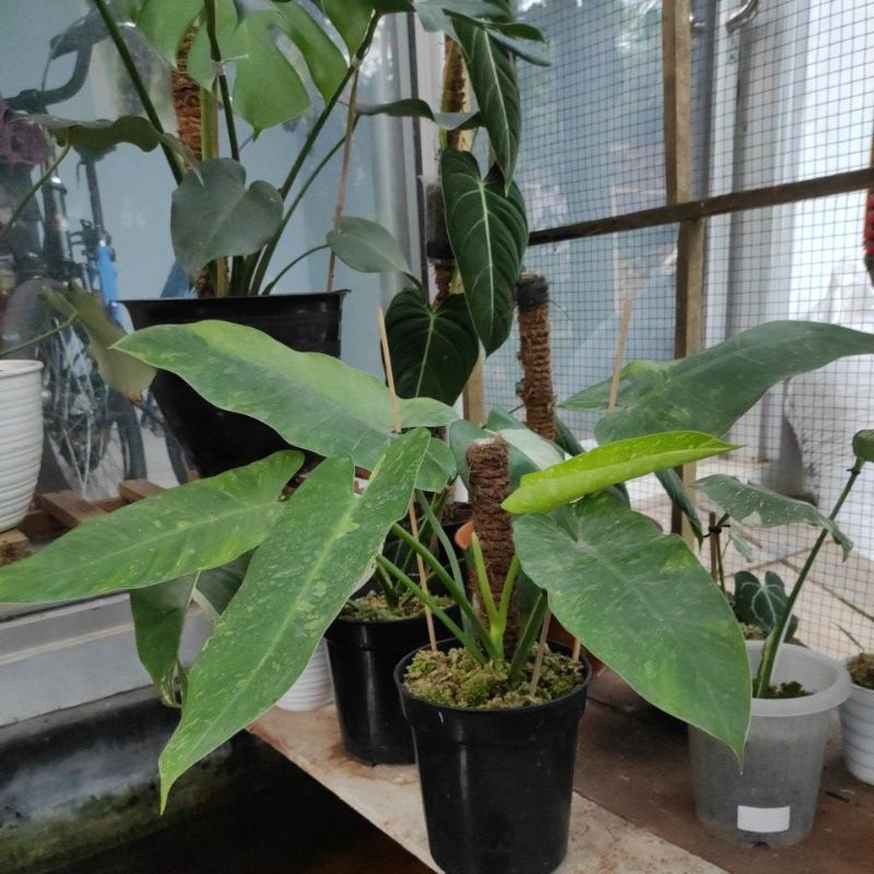 Philodendron Jose Buono