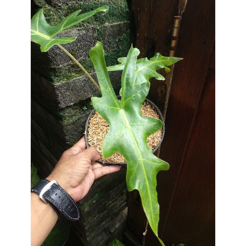Alocasia Portei