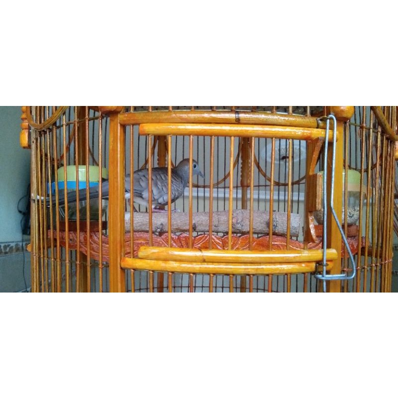 perkutut bangkok (bahan lomba)