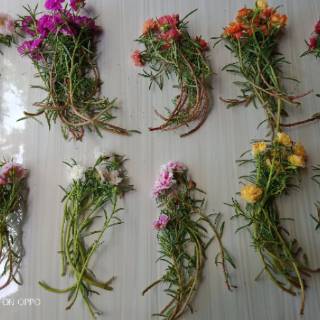 Bunga Krokot  50 Batang Lokal Mossrose Portulaca 