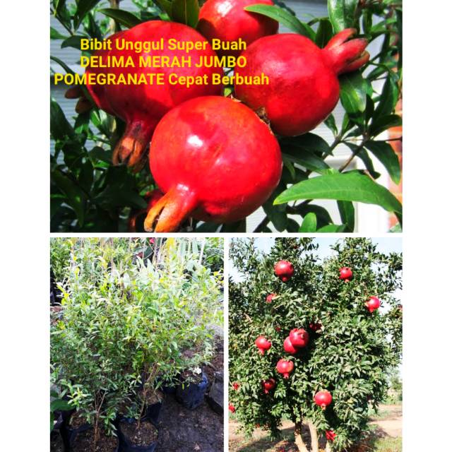 Bibit import unggul berkualitas DELIMA MERAH JUMBO POMEGRANATE Super Cepat berbuah besar bangkok
