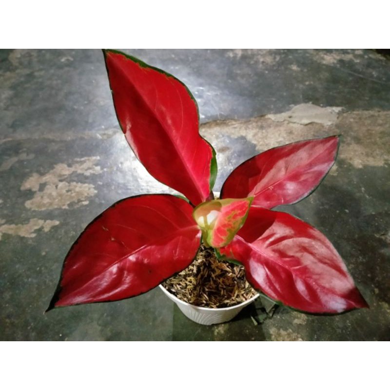 Suksom Super Spesial