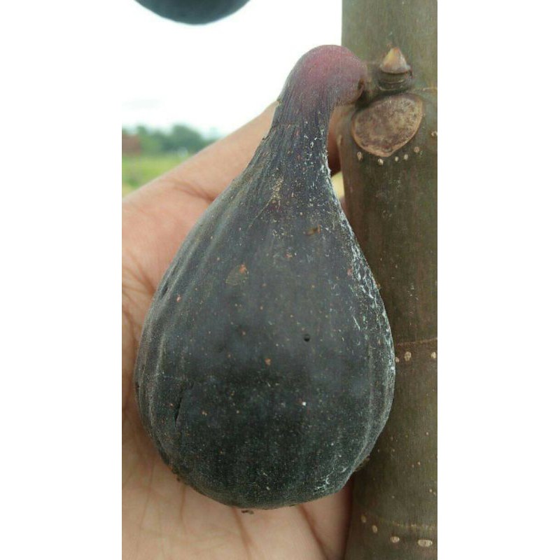 Bibit Buah Tin jenis Black LDA