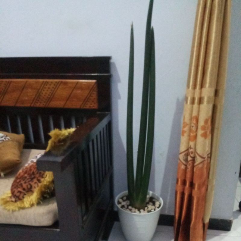 sansevieria ( sansevieria stuckyi giant)