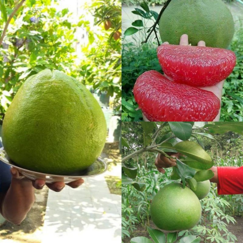 Bibit Tanaman Jeruk Bali Bibit Benih Jeruk Bali Pohon Buah Jeruk Bali Merah Okulasi Sambung Pucuk Ce