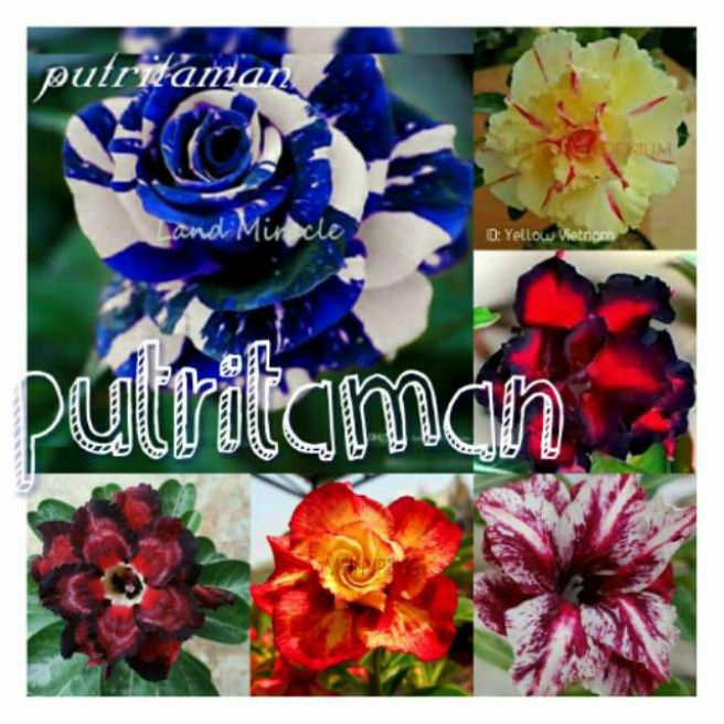 (Paket 6 Adenium BERKUALITAS'-Bunga adenium-Kamboja jepang-Bunga hidup-adenium tumpuk) tanaman hidup