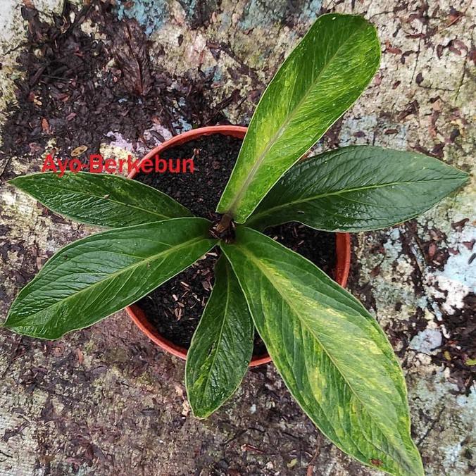 Tanaman Hias Anthurium Jemani Tanduk Varigata - Tanduk Variegata Janeamarashop