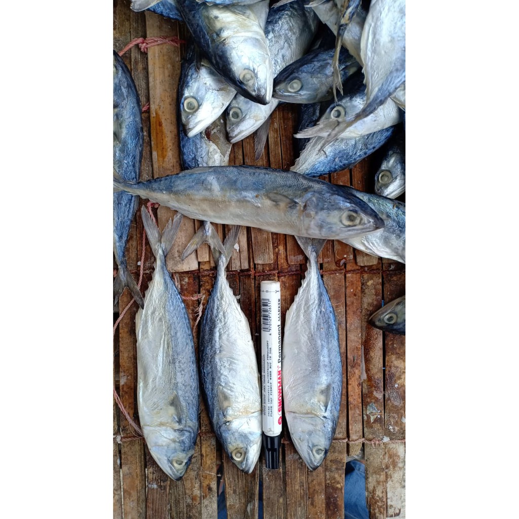 

Ikan Asin Peda Putih 500 Gram