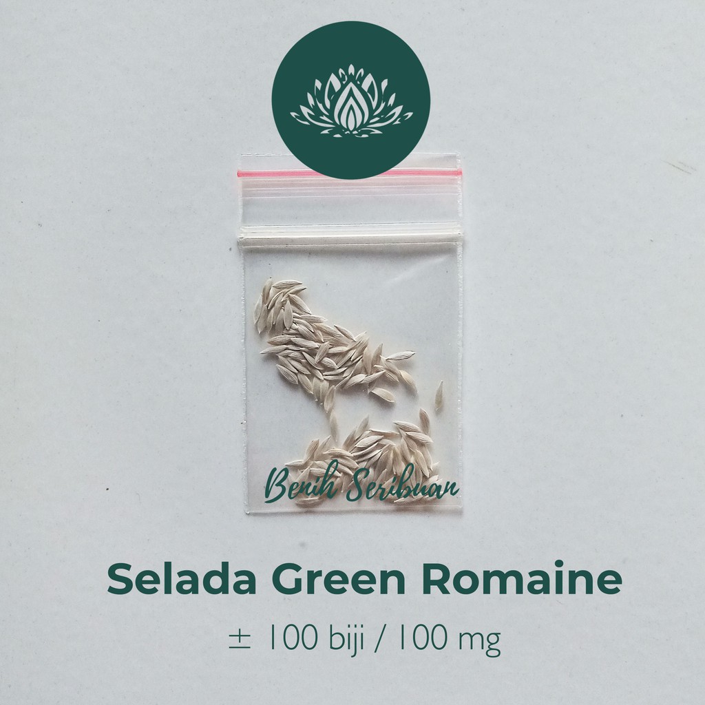 100 Bibit Selada Romaine Hijau Benih Sayuran Selada Lettuce Green Romaine Sayur Known You Seed