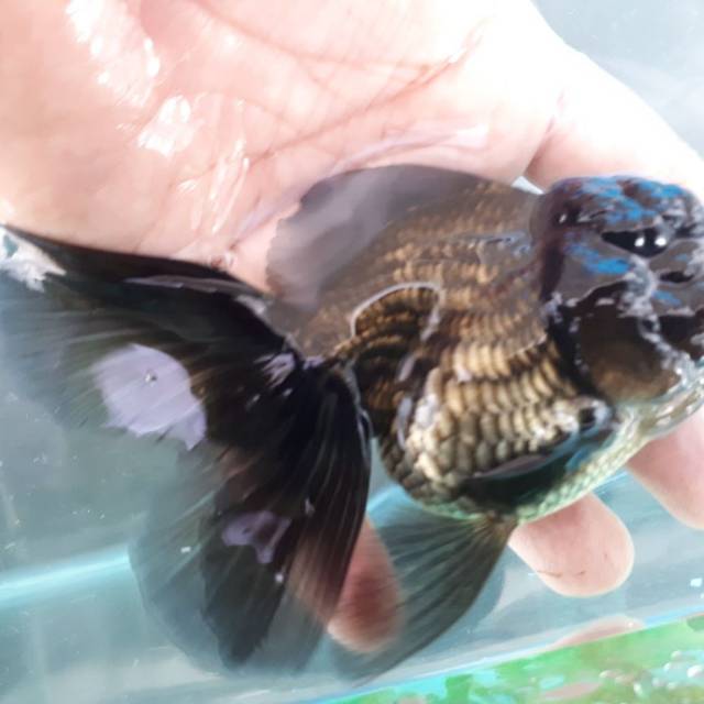 Ikan Hias Oranda