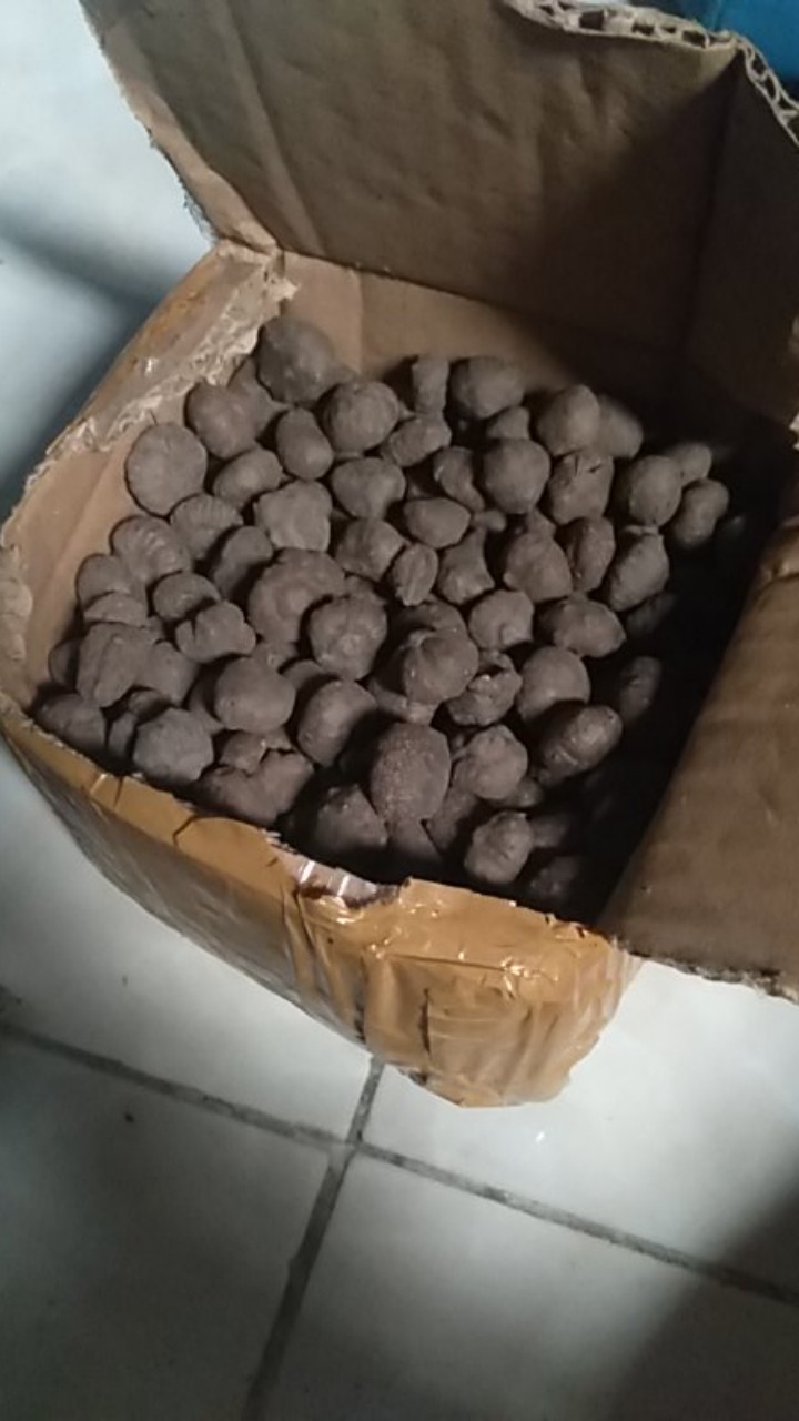 Katak Porang Siap Tanam