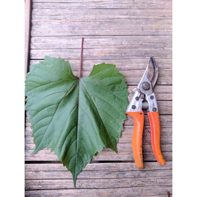 anggur rostok kober 5BB