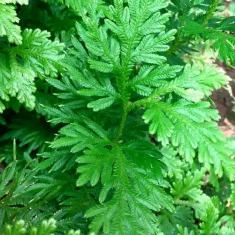 

herbal anti kanker daun ceker ayam segar per 350 gram