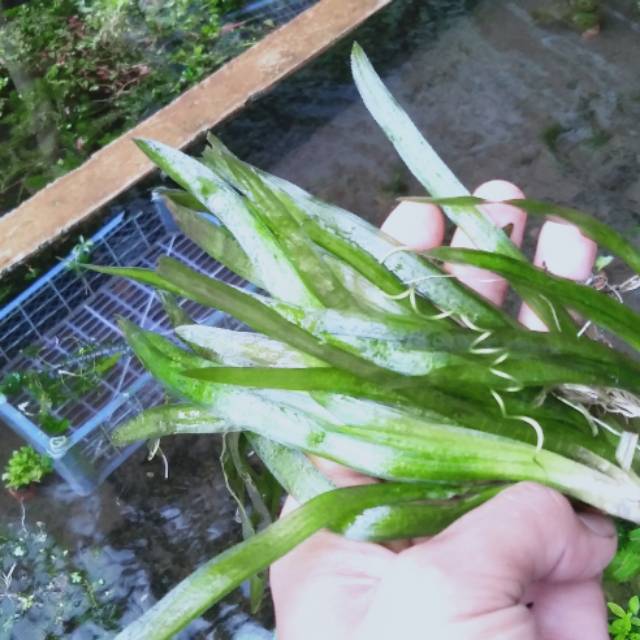 

valisneria torta tanaman aquascape