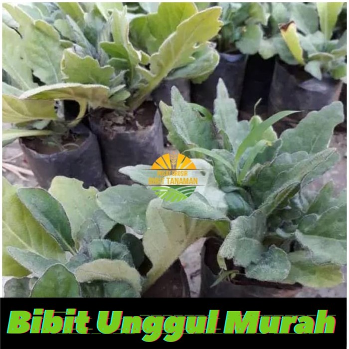 Asli! bibit daun dewa murah Terlaris