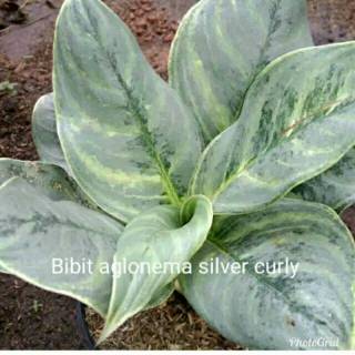 Bibit anglonema silver curly Shopee Indonesia