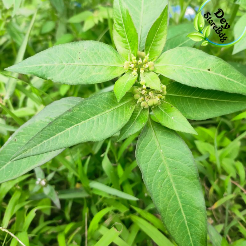 

Daun kate Mas segar per 500 grm