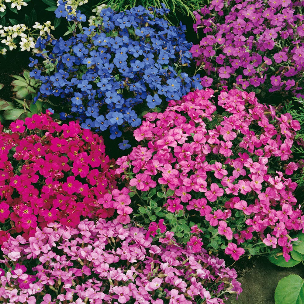 Benih Bibit Biji - Aubrieta Cascade Mixed (Aubrieta x cultorum) Flower Seeds - IMPORT