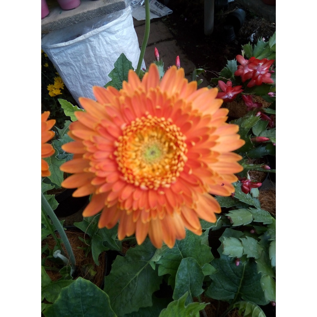 Tanaman Hias Bunga Gerbera - Herbras - Barberton Daisy