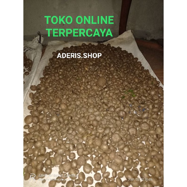 bibit katak porang pohon hitam dan hijau tercampur