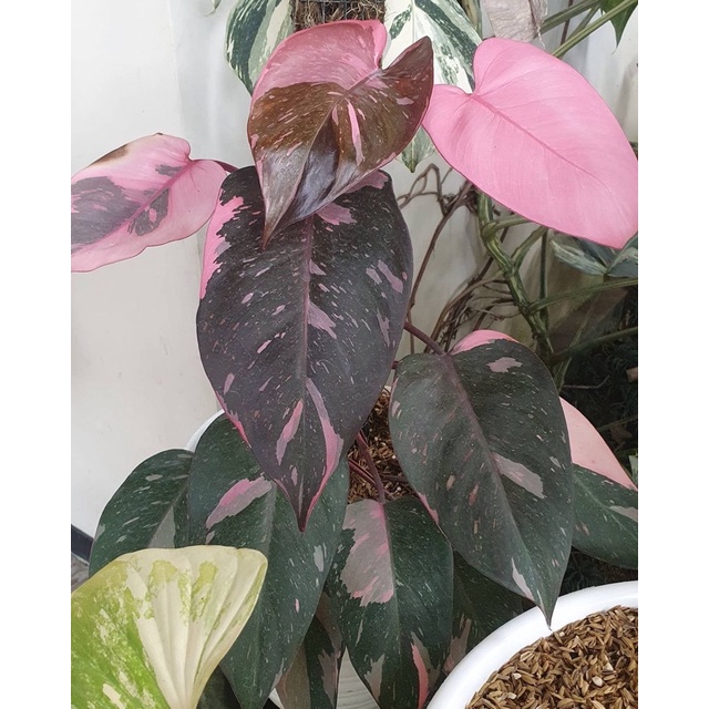 Promo Bibit Tanaman Hias Philodendron Pink Princes / Bonggol Tanaman hias pink Princes