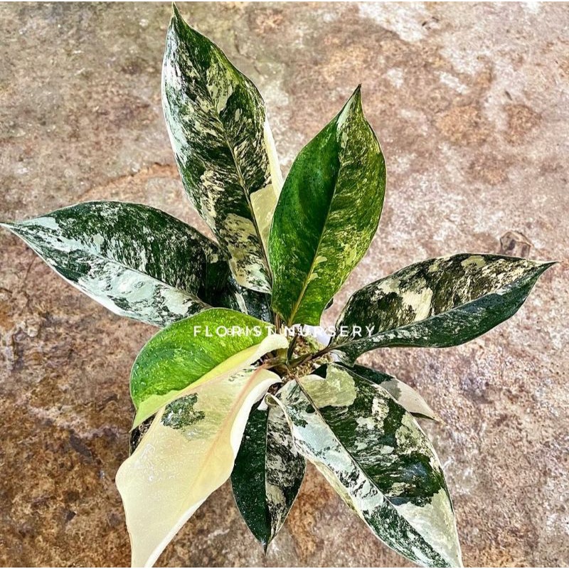 Aglonema siam jade mutasi (Tanaman hias aglaonema siam jade mutasi) - tanaman hias hidup - bunga hid