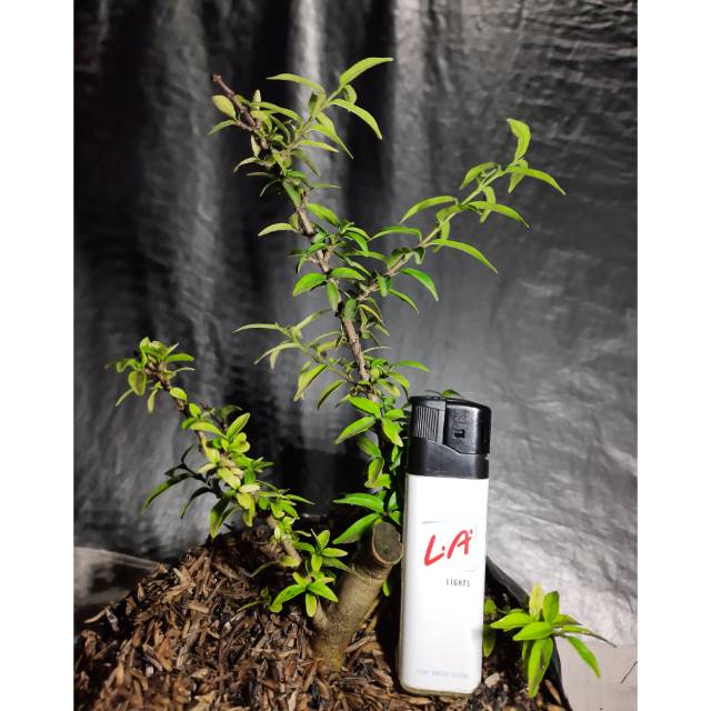 Bahan Bonsai Anting Putri Mikro