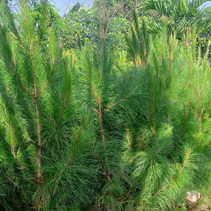 Pohon Pinus 2 meter