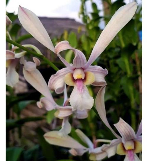 Special Price Dendrobium capung Kalimantan