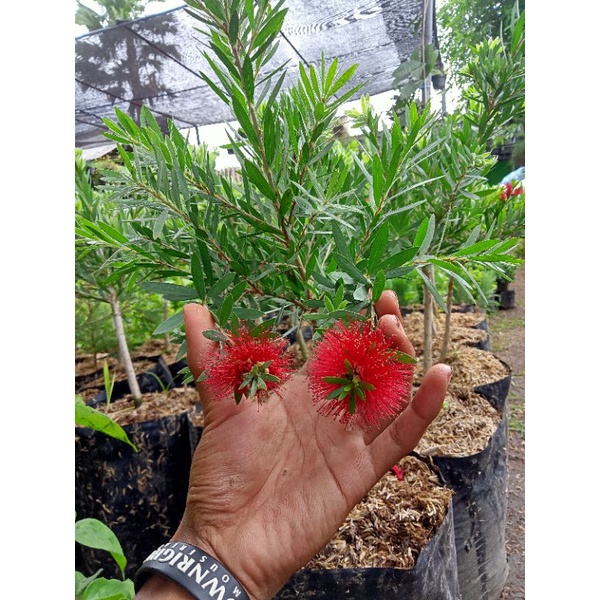 bibit bunga sikat botol Bangkok