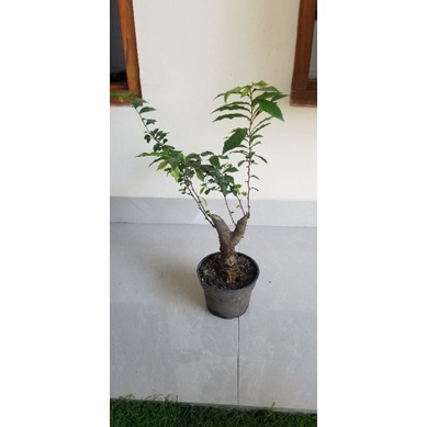 Bahan bonsai serut