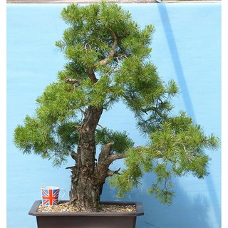 Benih Biji  Pohon  Scots Pine Pinus  Scotlandia Cocok Untuk 