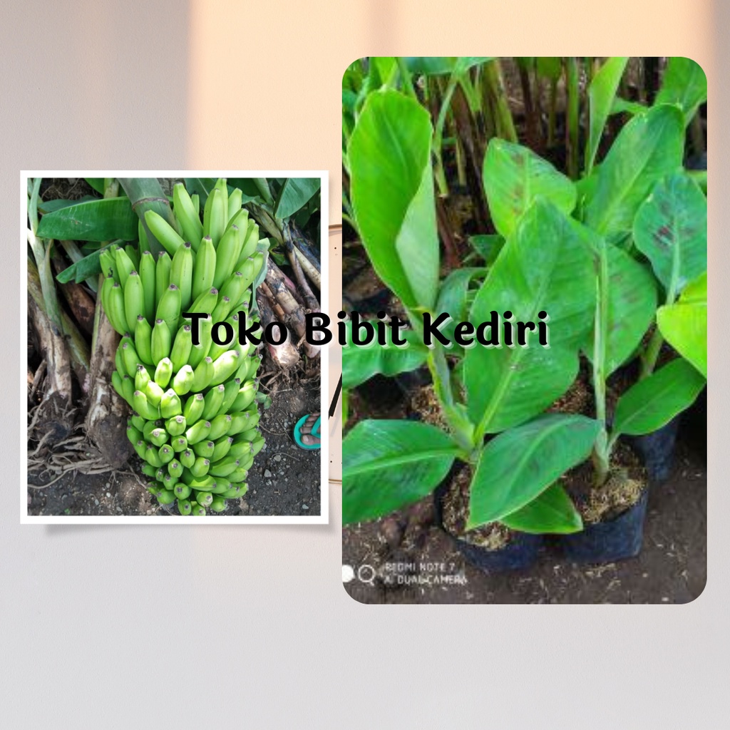 Bibit Buah Pisang Ambon Ijo