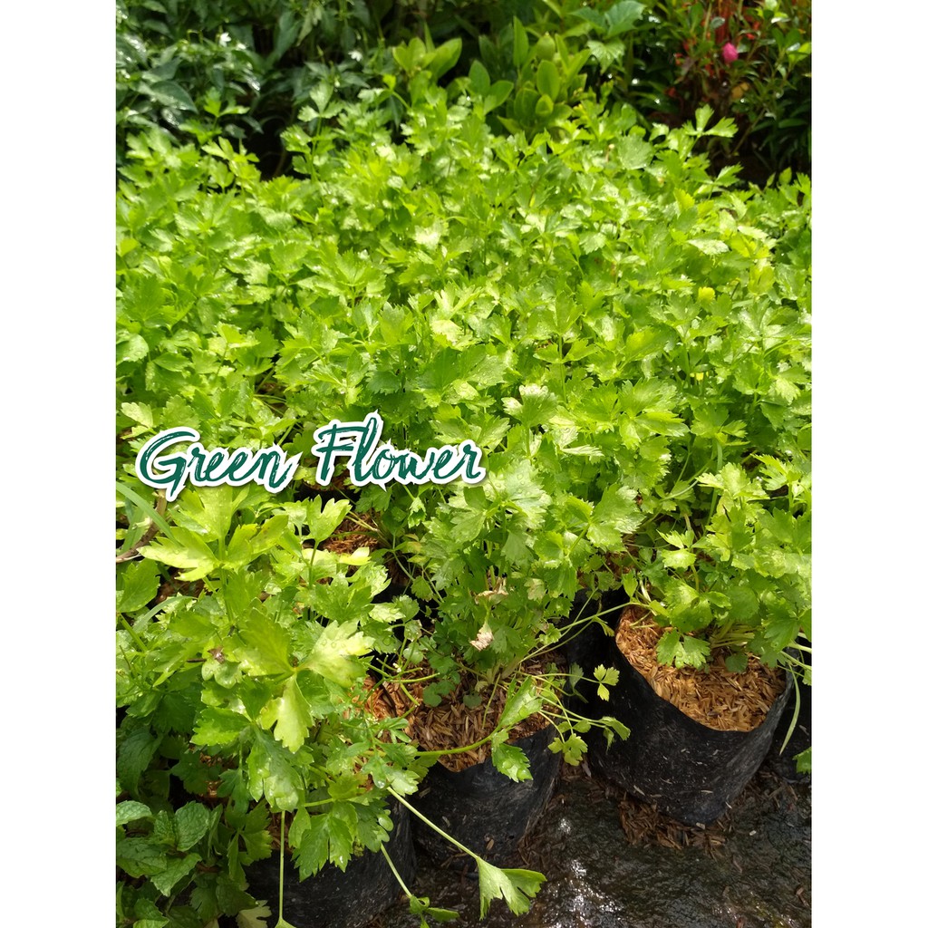 Bibit Seledri - Bibit Pohon Seledri