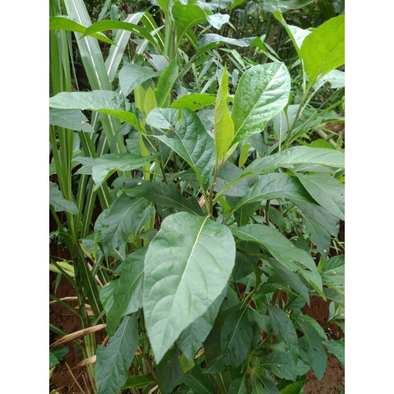 

Daun Afrika segar 50 lembar