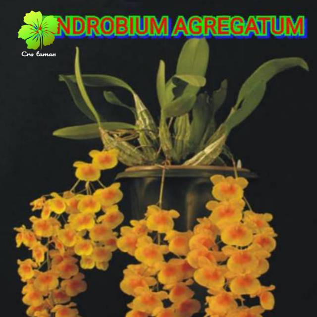 anggrek dendrobium agregatum -CRA TAMAN