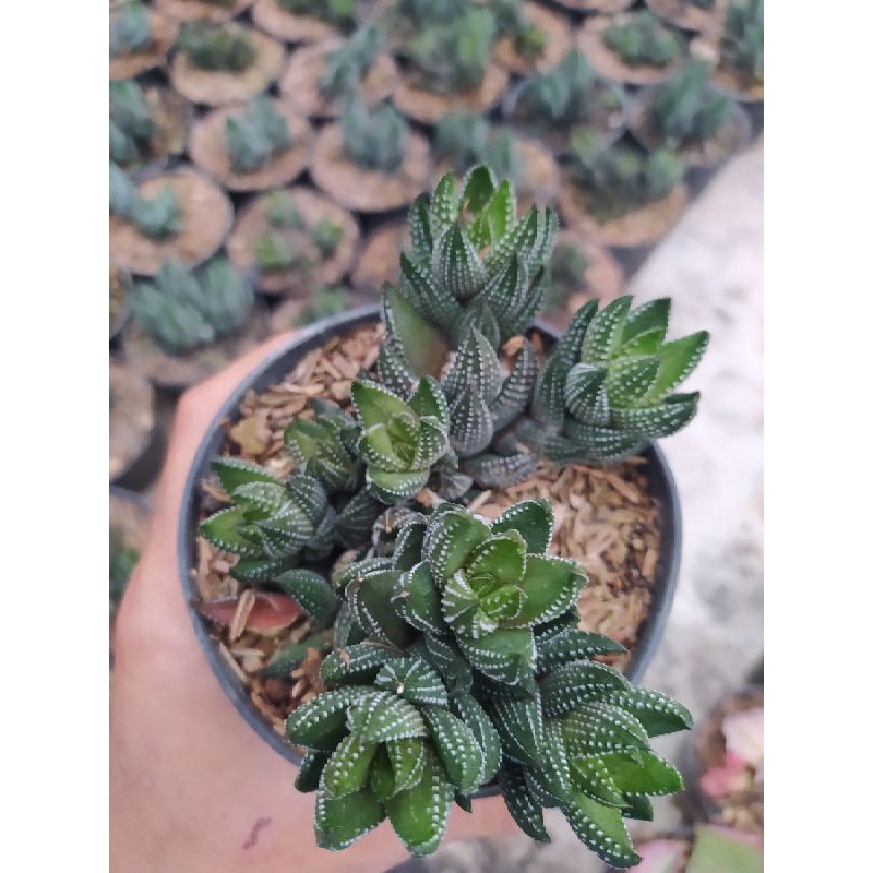 

Haworthia cluster
